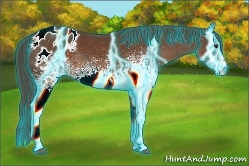 Horse Color:Thunderstruck White Spotted Liver Chestnut Appaloosa Rabicano
