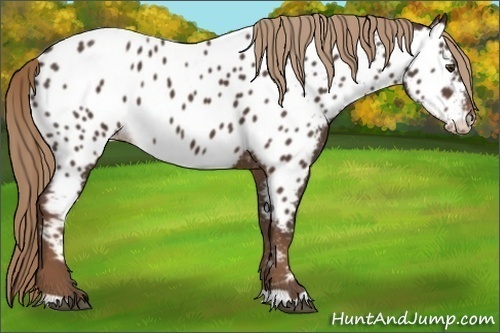 Horse Color:Liver Chestnut Appaloosa 