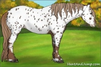 Horse Color:Liver Chestnut Near Leopard 