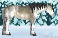 Horse Color:Buckskin Sabino Splash