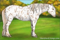 Horse Color:Gold Champagne Appaloosa and Gold Champagne Appaloosa