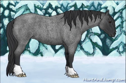 Horse Color:Blue Roan
