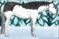 Horse Color:Black Splash