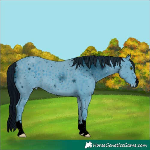 Horse Color:ERROR: UNKNOWN ANOMALY