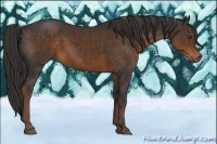 Horse Color:Liver Chestnut 