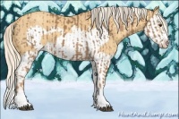 Horse Color:Palomino Splash Frame  and Gold Cream Champagne Splash Frame 