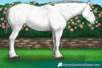 Horse Color:Brown Sabino