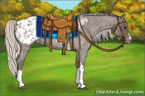 Horse Color:Silver Blue Roan Appaloosa 