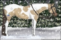 Horse Color:Liver Red Dun Tobiano 