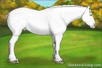 Horse Color:Gold Champagne Appaloosa 
