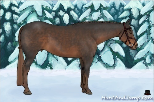 Horse Color:Liver Chestnut 