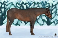 Horse Color:Liver Chestnut 