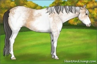 Horse Color:White Spotted Buckskin