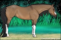 Horse Color:Bay Dun