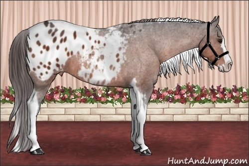 Horse Color:Brown Splash Tobiano Appaloosa 