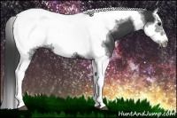 Horse Color:Black Splash Tobiano Frame Appaloosa 