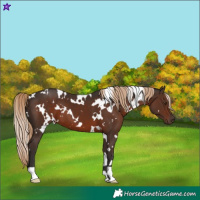 Horse Color:White Spotted Liver Chestnut 