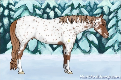 Horse Color:Red Roan Appaloosa 
