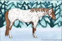 Horse Color:Red Roan Appaloosa 