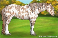 Horse Color:Gold Champagne Appaloosa  and Amber Champagne Appaloosa 