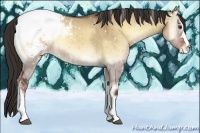 Horse Color:Liver Red Dun Onyx Appaloosa Brindle