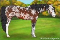 Horse Color:Bay Ice Sabino 