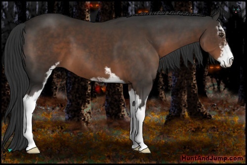 Horse Color:Liver Chestnut Sabino 