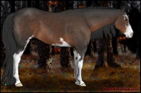 Horse Color:Liver Chestnut Sabino 