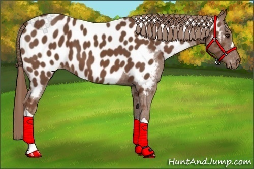 Horse Color:Chestnut Appaloosa