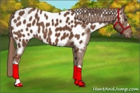 Horse Color:Chestnut Appaloosa 