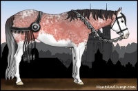 Horse Color:Buckskin Ice Roan Splash