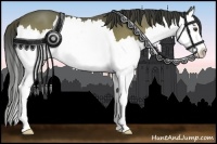 Horse Color:Buckskin Dun Splash 