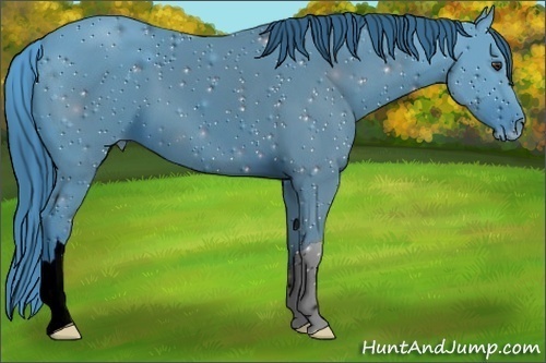 Horse Color:ERROR: UNKNOWN ANOMALY