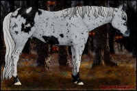 Horse Color:ERROR: UNKNOWN ANOMALY