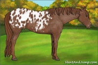 Horse Color:Chestnut Appaloosa 