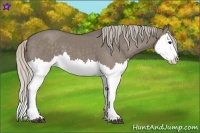 Horse Color:Silver Grullo Splash 