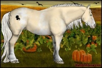 Horse Color:White Spotted Gold Cream Champagne