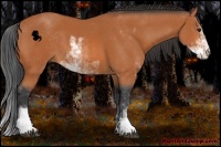 Horse Color:Bay Sabino