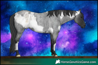Horse Color:White Spotted Silver Buckskin Roan Appaloosa Rabicano  and Blue Roan Rabicano 