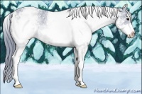 Horse Color:Watercolor White Spotted Black Rabicano 