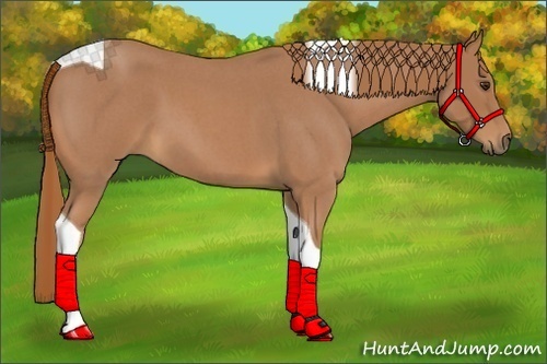 Horse Color:Red Roan Tobiano 