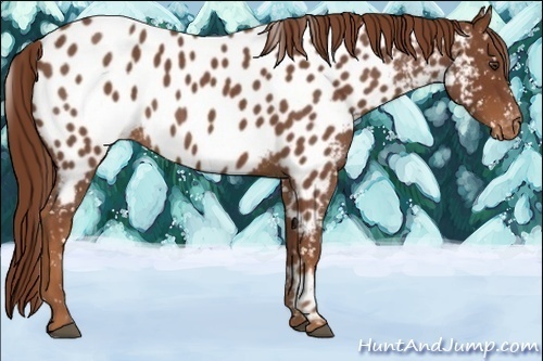 Horse Color:Red Roan Appaloosa 
