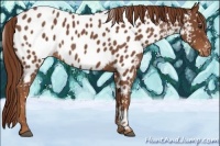 Horse Color:Red Roan Appaloosa 