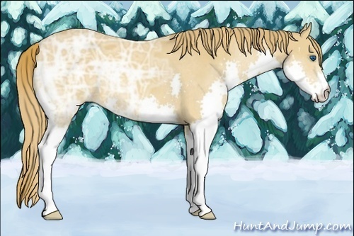 Horse Color:Chestnut Ice Splash 