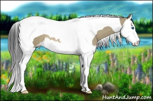 Horse Color:Buckskin Dun Splash Tobiano 