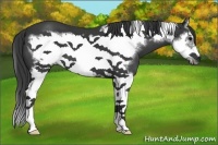 Horse Color:Black Splash Frame