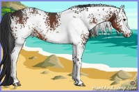 Horse Color:White Spotted Brown Rabicano