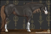 Horse Color:Liver Chestnut Sabino 