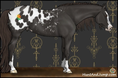 Horse Color:Liver Chestnut Sabino Appaloosa 