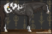 Horse Color:Liver Chestnut Sabino Appaloosa 